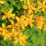St Johns Wort